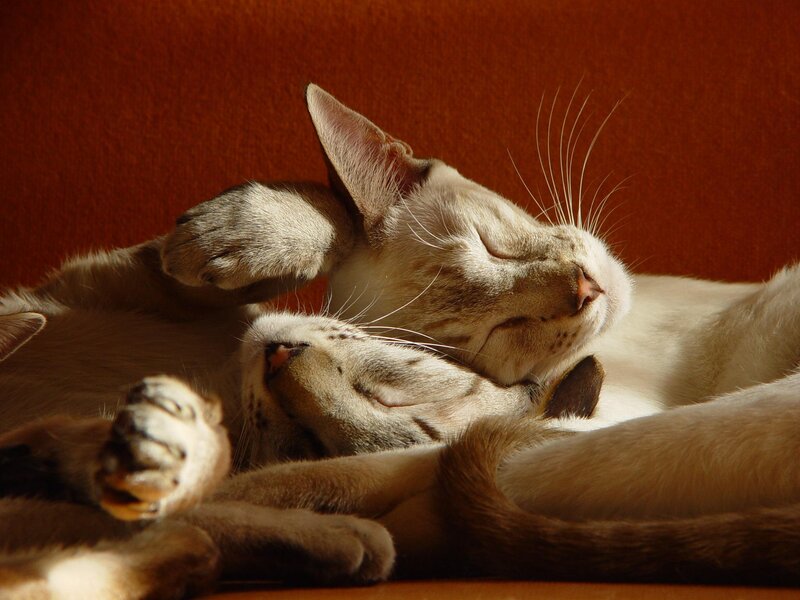 Two Cats Sleeping — Brown, Serene