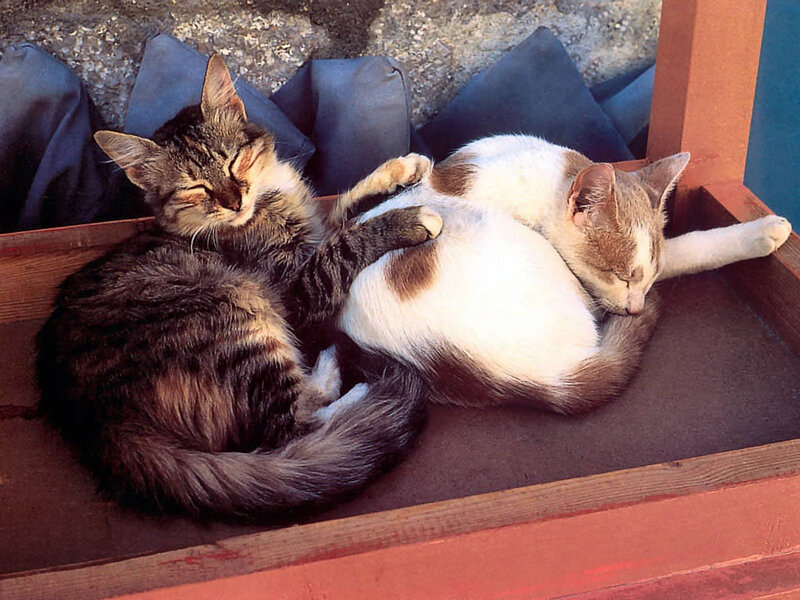 Two Cats Sleeping — Brown