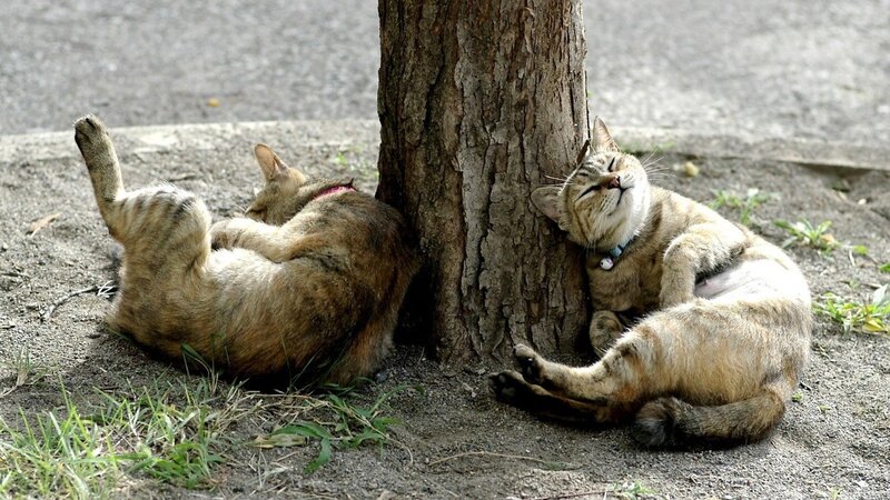 Two cats sleeping by a tree