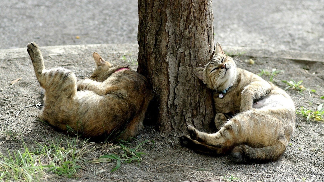 Two cats sleeping by a tree