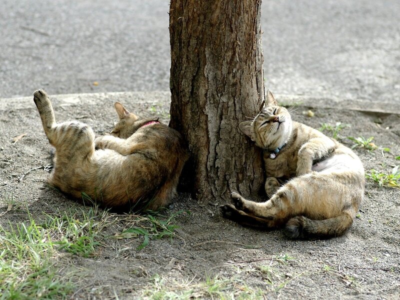 Two cats sleeping by a tree