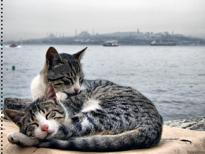Two cats sleeping by the water