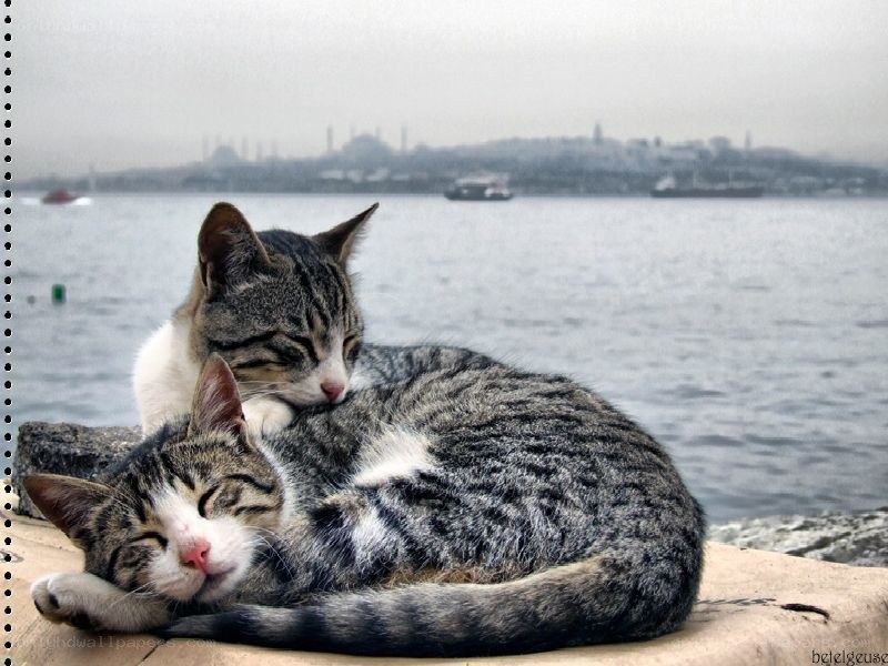 Two cats sleeping by the water