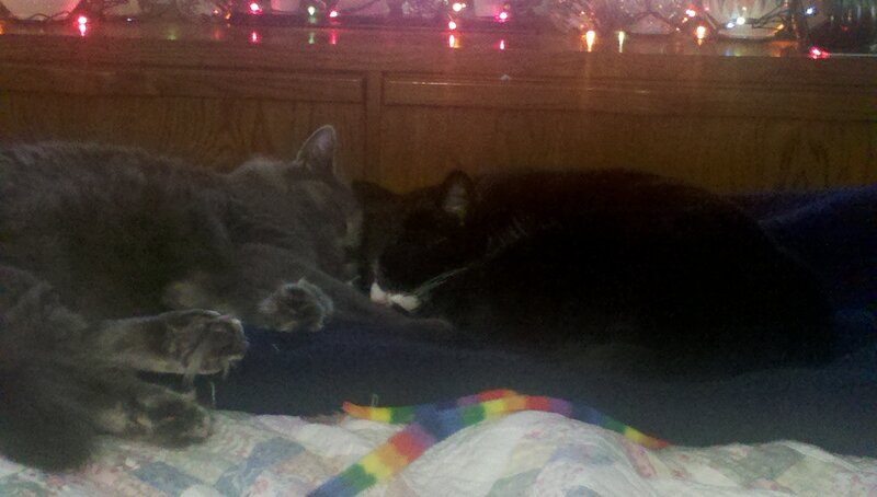 Two Cats Sleeping — Gray, Calm