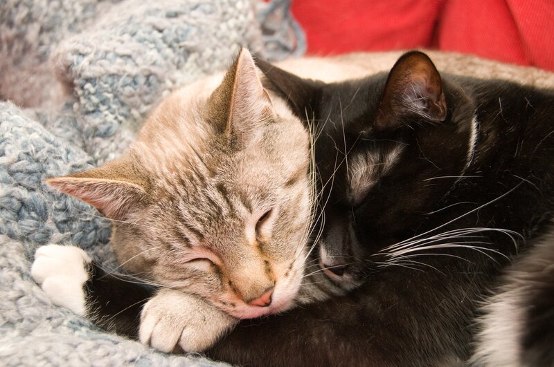 Two Cats Sleeping — Gray, Peaceful, Photograph, Blanket