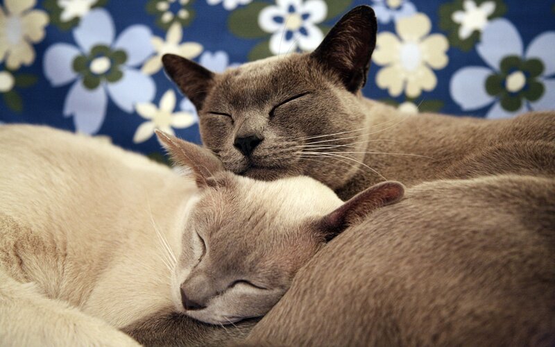 Two Cats Sleeping — Gray, Peaceful, Photograph, Floral Pattern