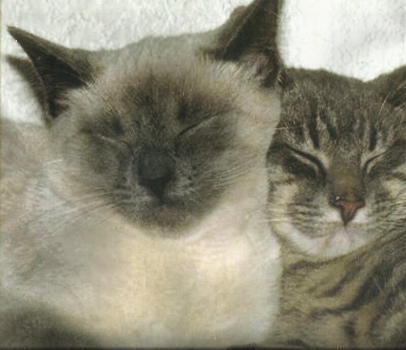 Two Cats Sleeping — Gray, Peaceful, Photograph