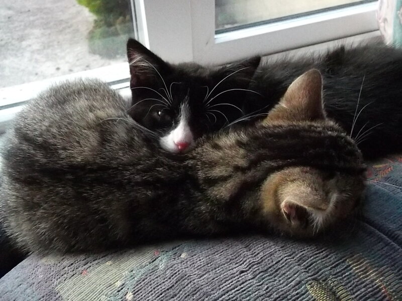 Two Cats Sleeping — Gray, Peaceful