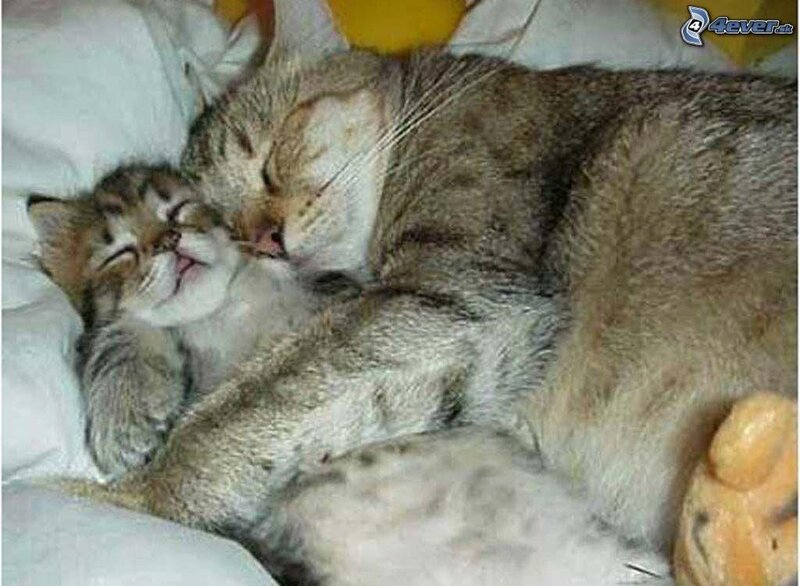 Two Cats Sleeping — Gray
