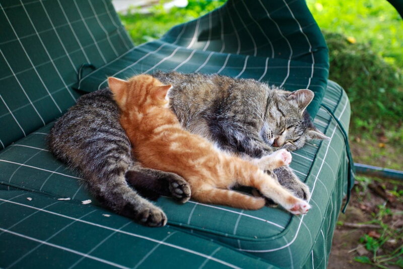 Two Cats Sleeping — Green, Peaceful