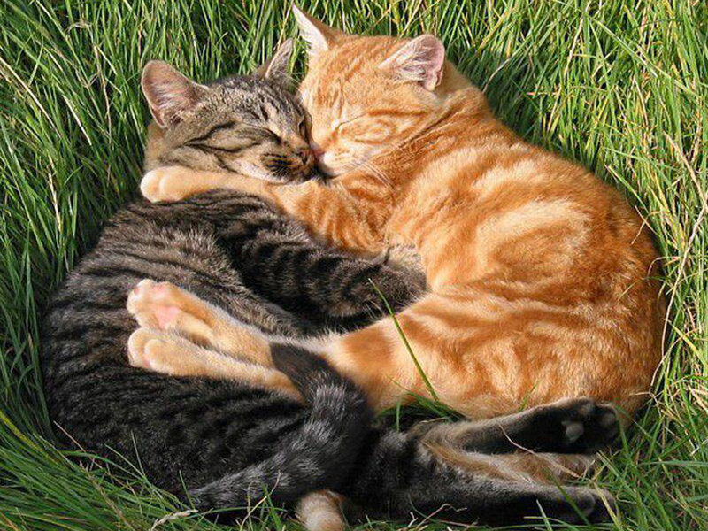 Two Cats Sleeping — Green