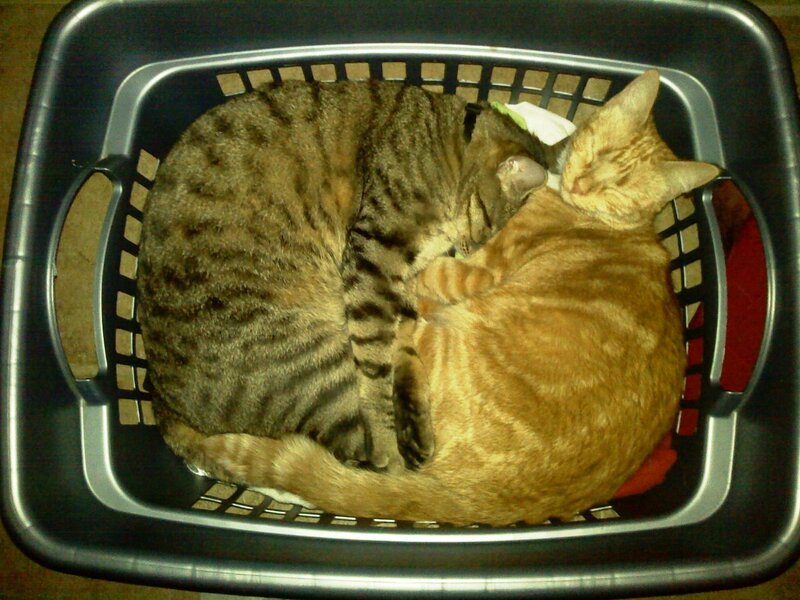 Two cats sleeping in a basket