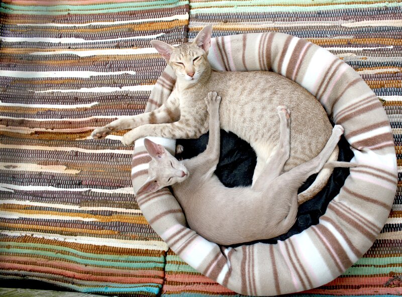 Two cats sleeping in a bed