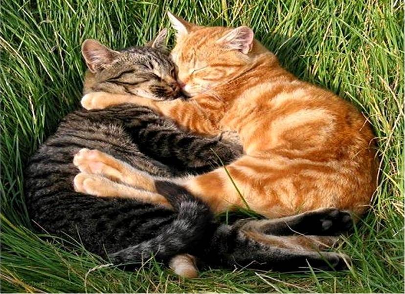 Two cats sleeping in grass