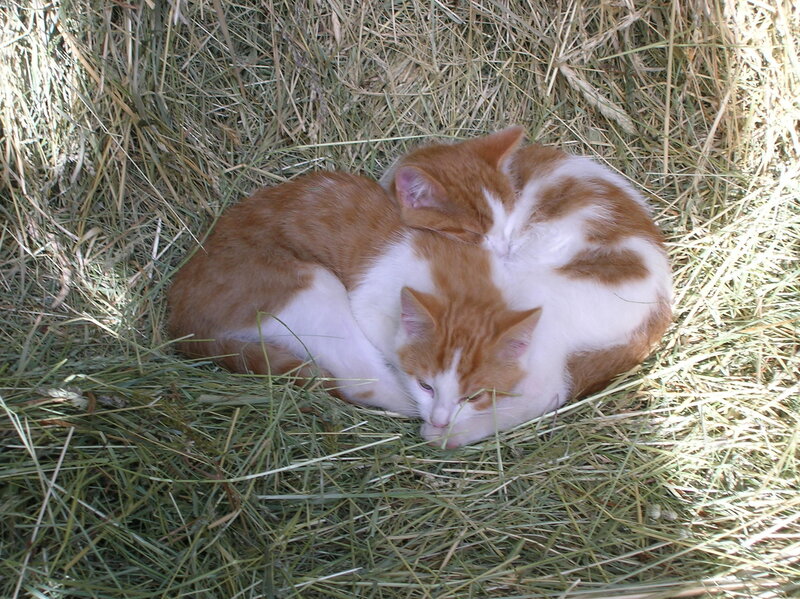 Two cats sleeping in hay