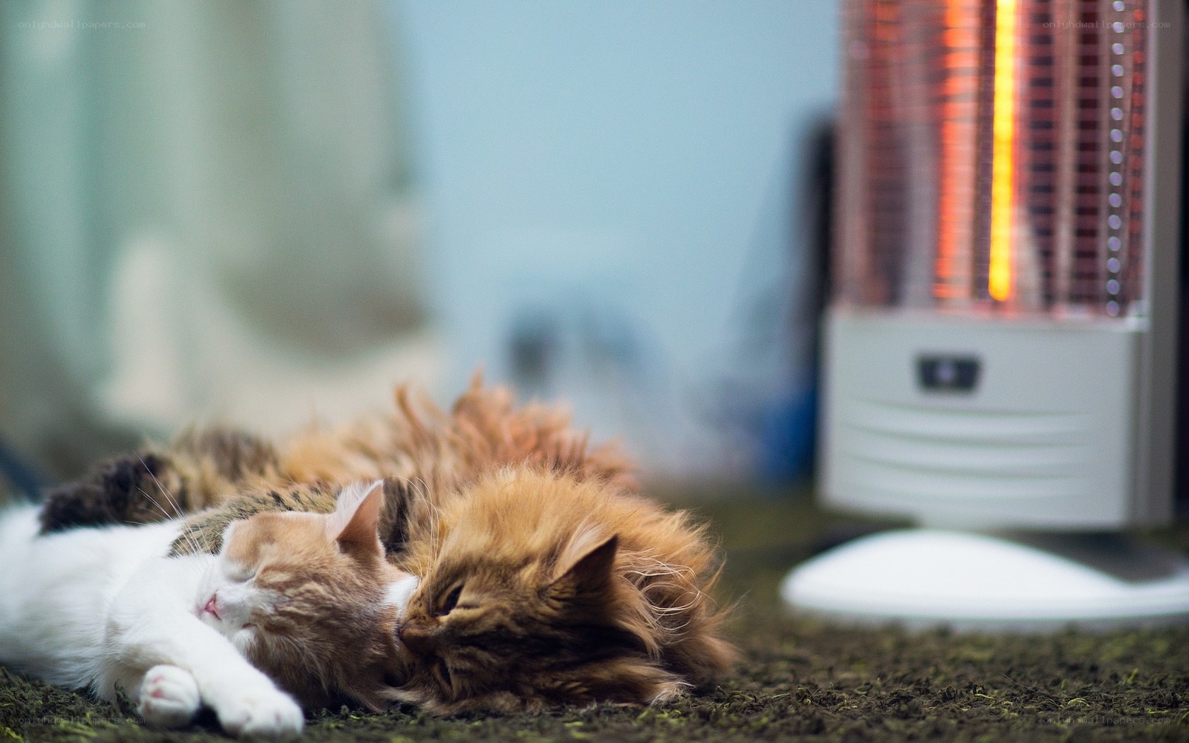 Two cats sleeping near heater