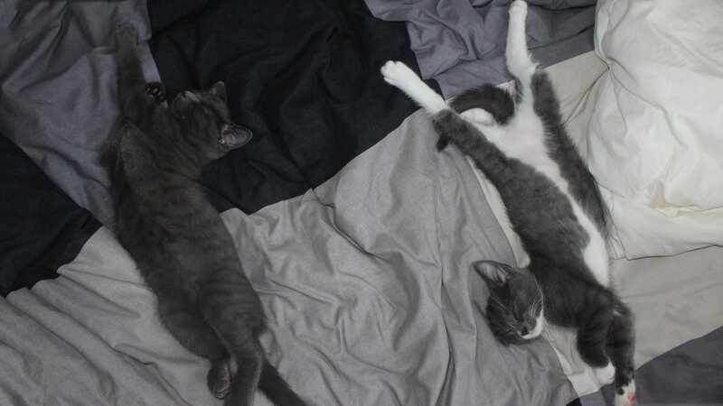 Two cats sleeping on a bed
