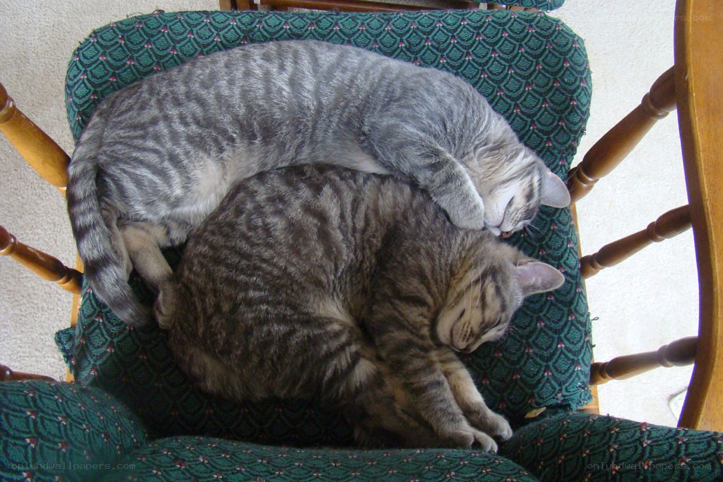 Two cats sleeping on a chair