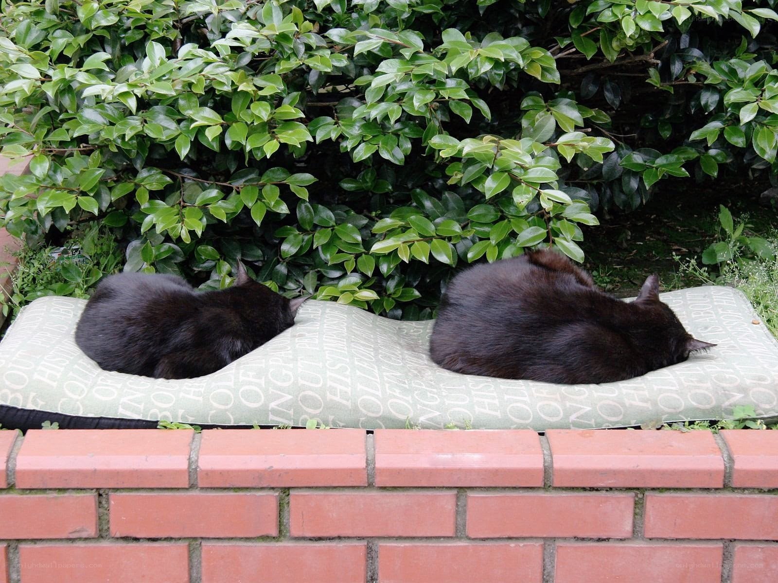 Two cats sleeping on a cushion