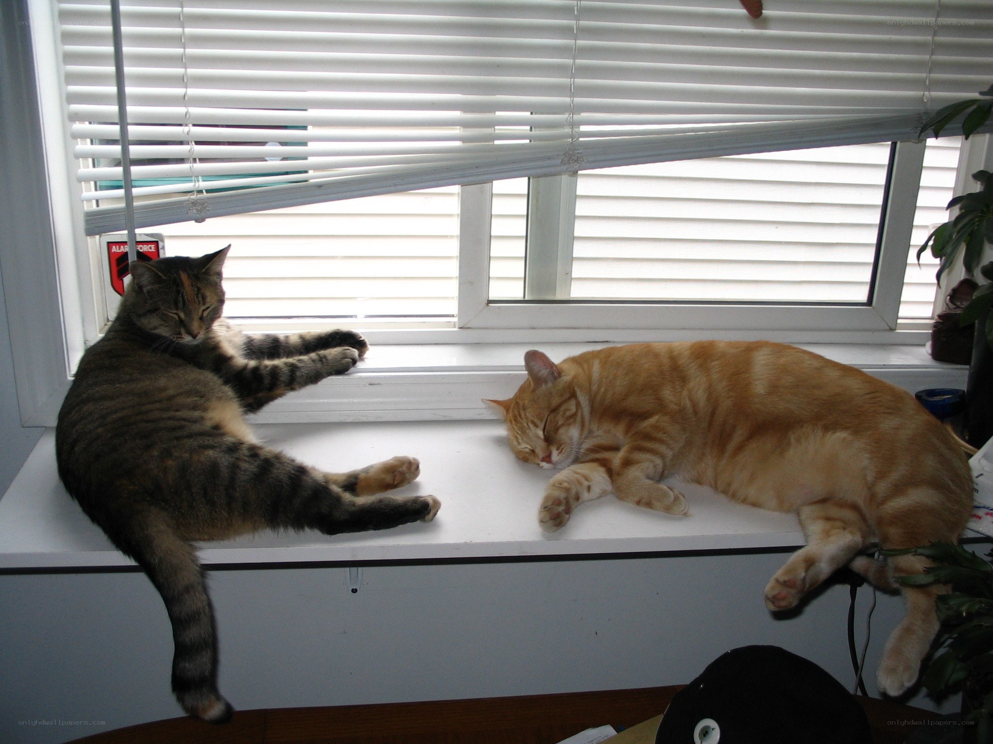 Two cats sleeping on a windowsill