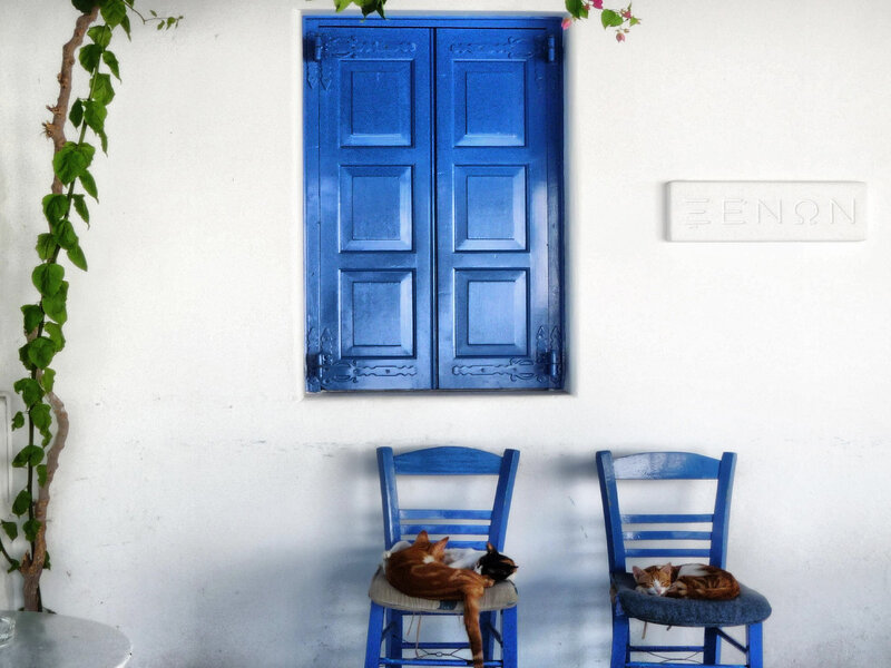 Two Cats Sleeping on Chairs