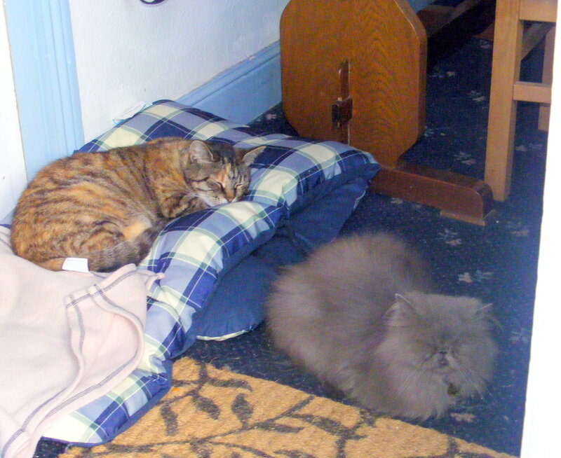 Two cats sleeping on floor