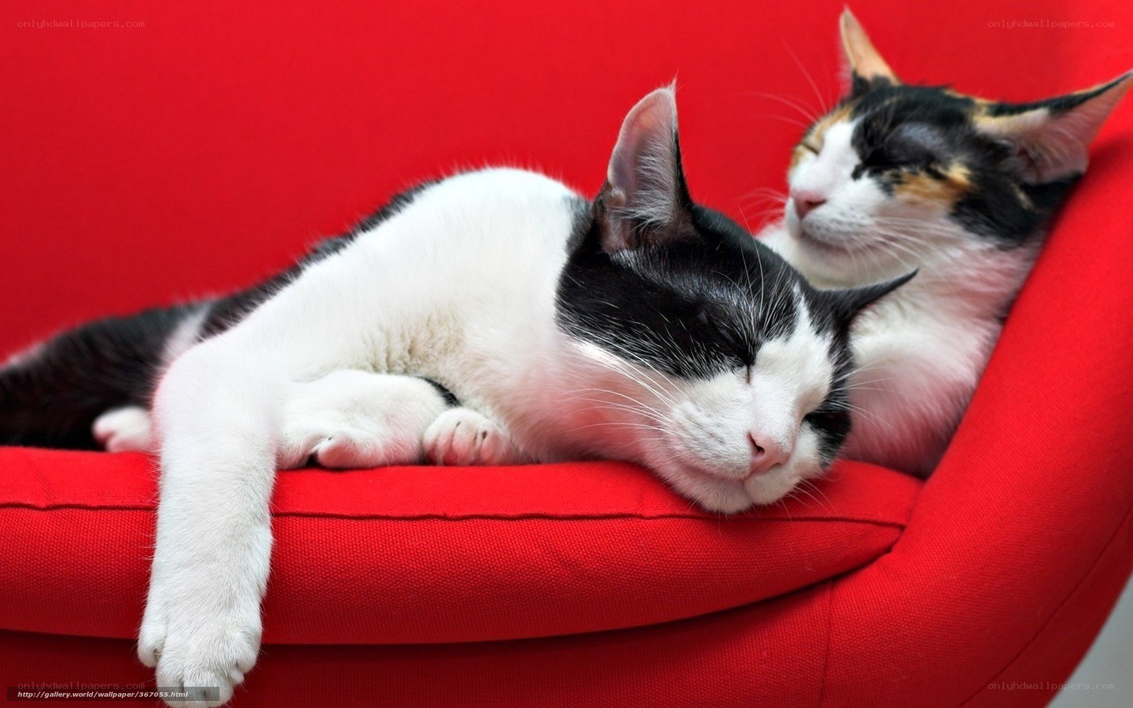 Two cats sleeping on red chair