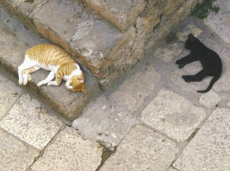Two Cats Sleeping — Orange, Calm
