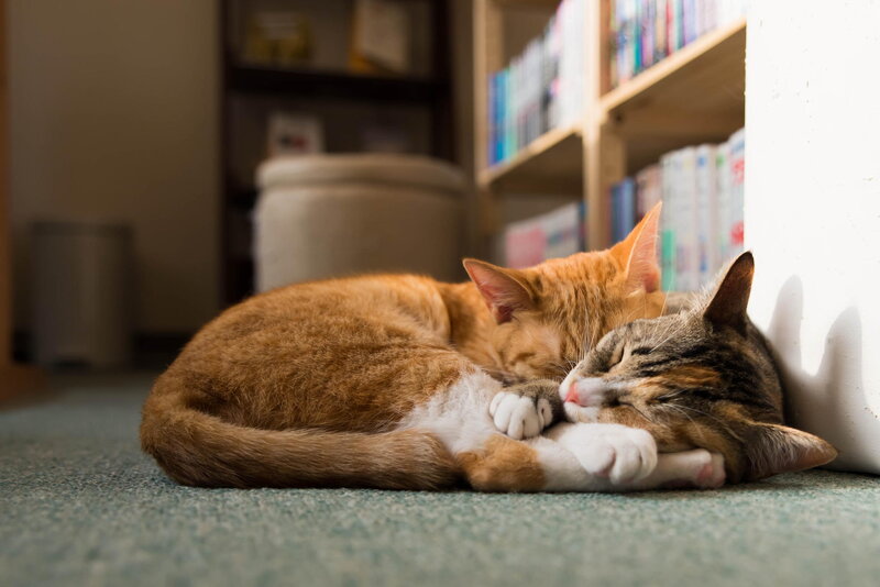 Two Cats Sleeping — Orange, Peaceful, Afternoon, Photograph, Carpet