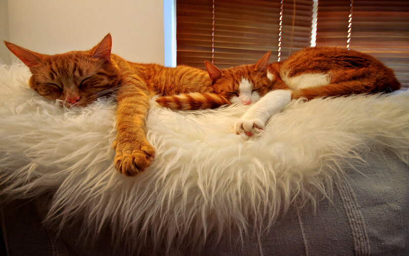 Two Cats Sleeping — Orange, Peaceful, Afternoon, Photograph, Cat