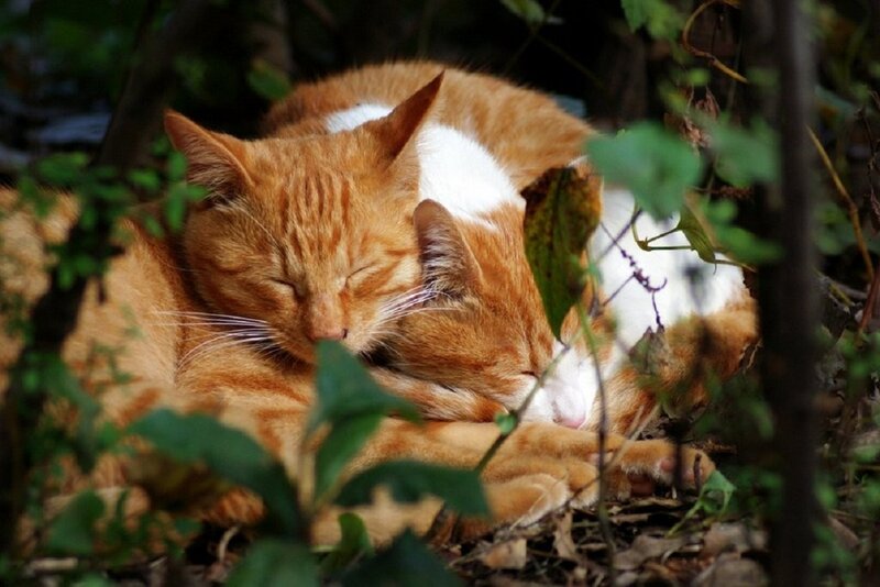 Two Cats Sleeping — Orange, Peaceful, Afternoon, Photograph
