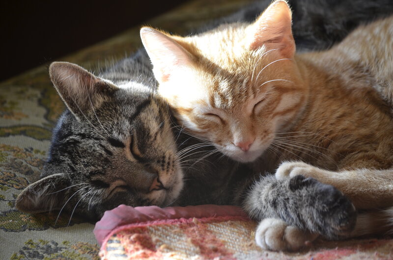 Two Cats Sleeping — Orange, Peaceful, Afternoon
