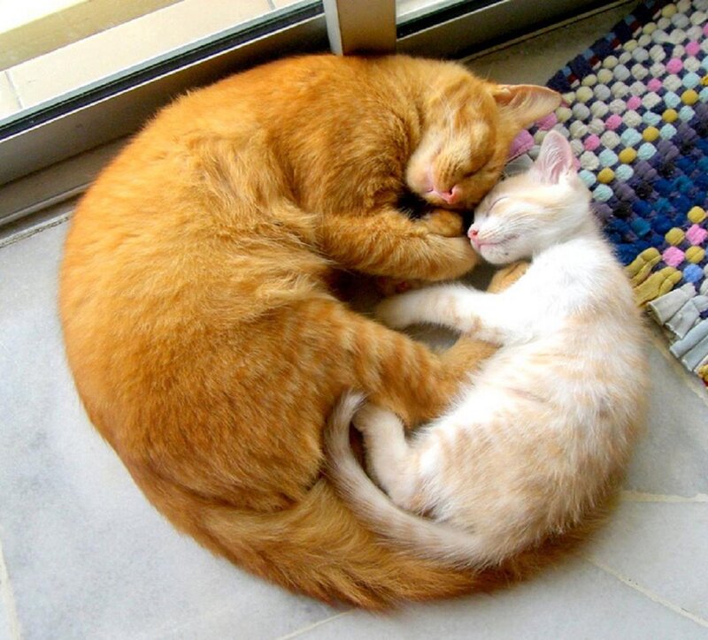 Two Cats Sleeping — Orange, Peaceful, Morning