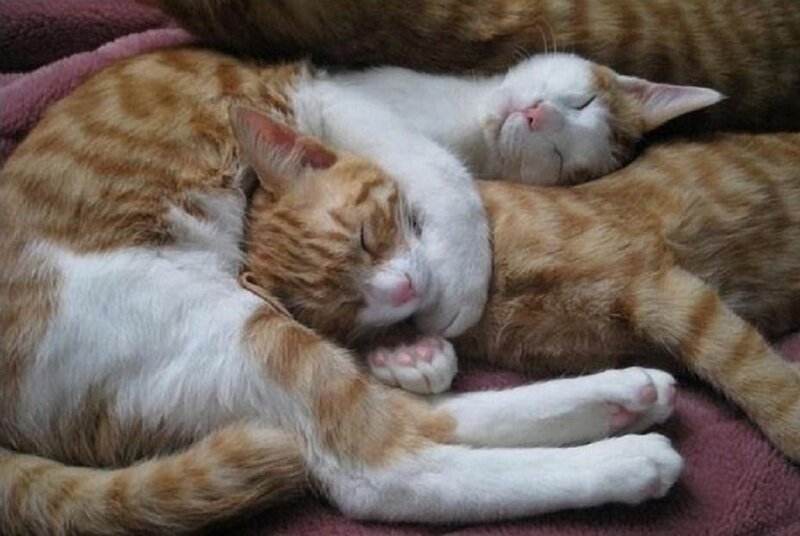 Two Cats Sleeping — Orange, Peaceful, Photograph, Blanket