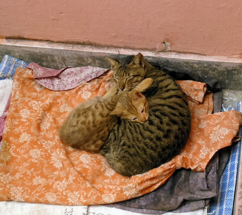 Two Cats Sleeping — Orange, Peaceful, Photograph, Blanket, Wall