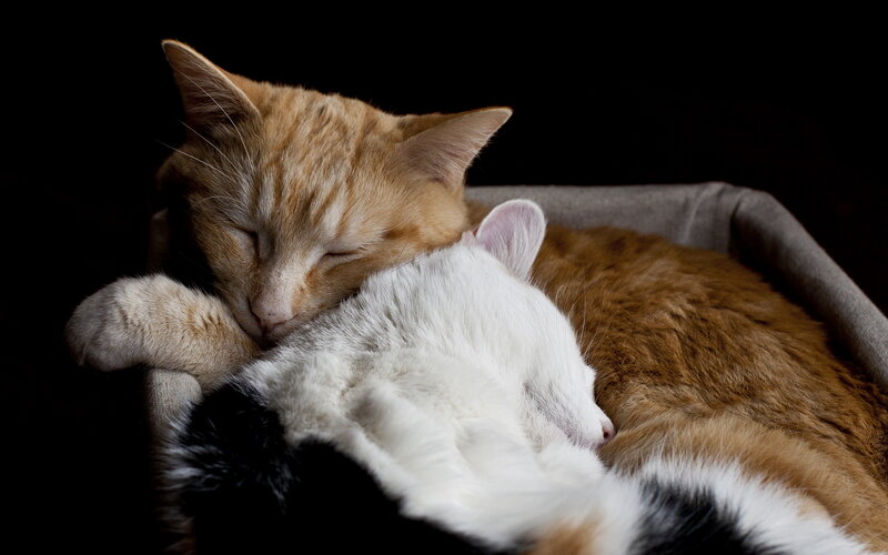 Two Cats Sleeping — Orange, Peaceful, Photograph, Cat Bed