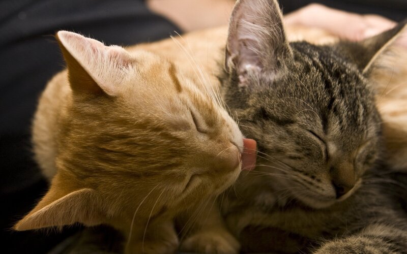 Two Cats Sleeping — Orange, Peaceful, Photograph, Cat, Person