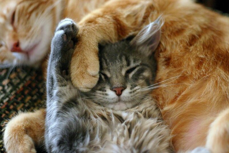 Two Cats Sleeping — Orange, Peaceful, Photograph, Cat