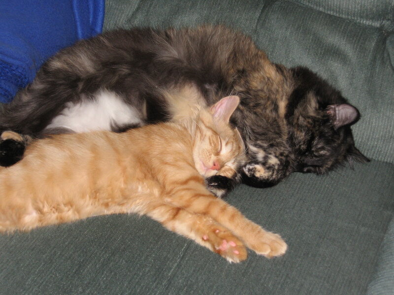 Two Cats Sleeping — Orange, Peaceful, Photograph, Couch