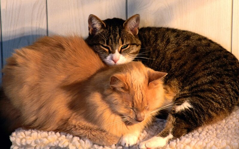 Two Cats Sleeping — Orange, Peaceful, Sunset, Photograph, Cat