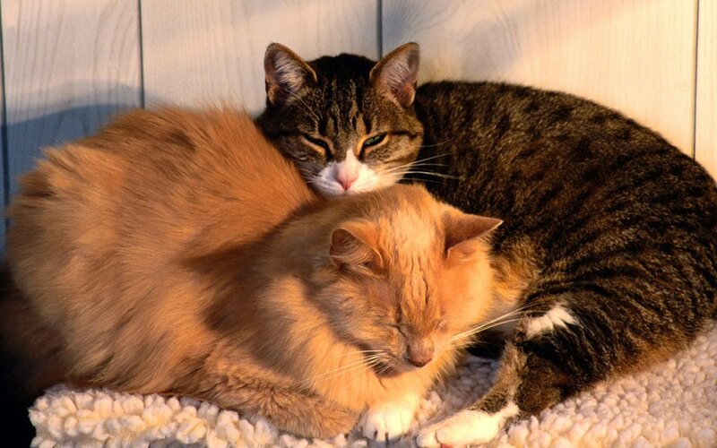 Two Cats Sleeping — Orange, Peaceful, Sunset, Photograph