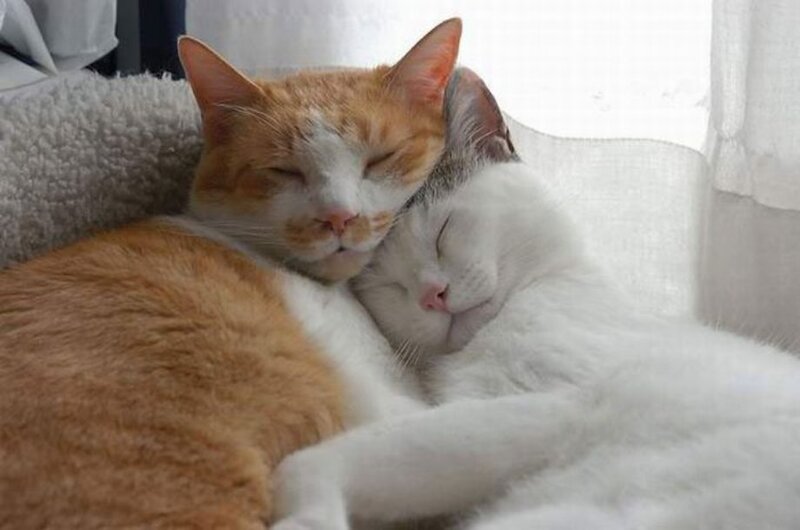 Two Cats Sleeping — Orange, Peaceful