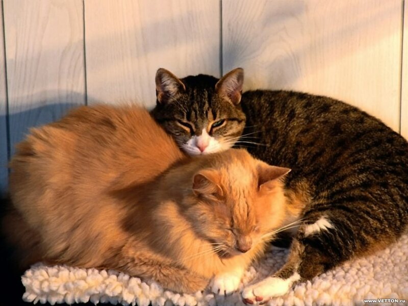 Two Cats Sleeping — Orange