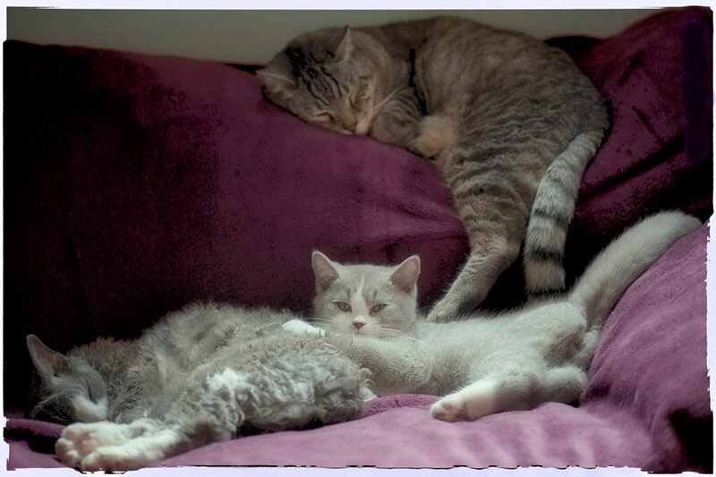 Two Cats Sleeping — Purple, Calm