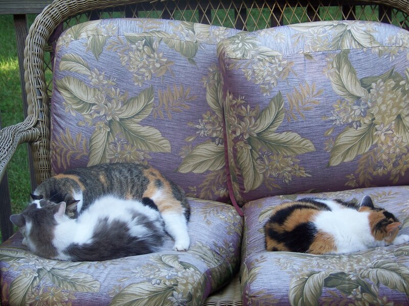 Two Cats Sleeping — Purple