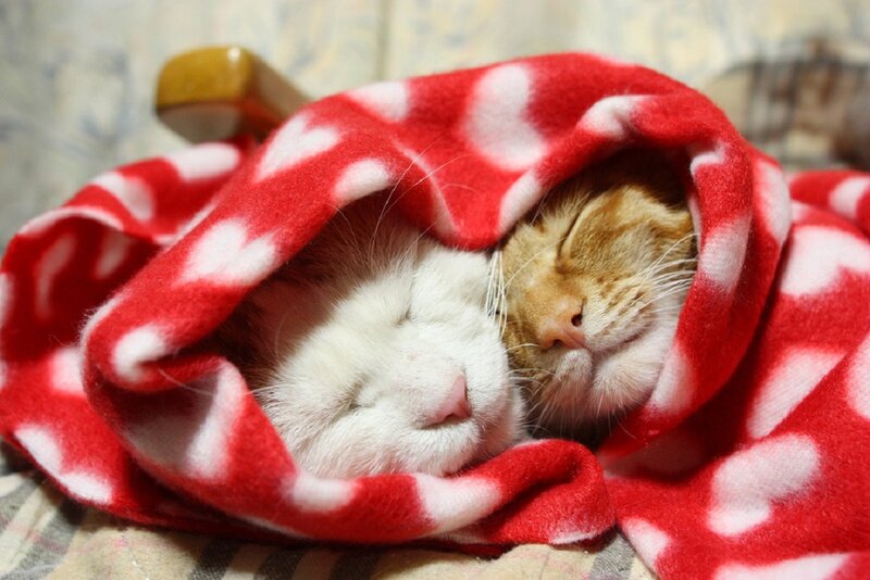 Two Cats Sleeping — Red, Peaceful, Photograph, Blanket