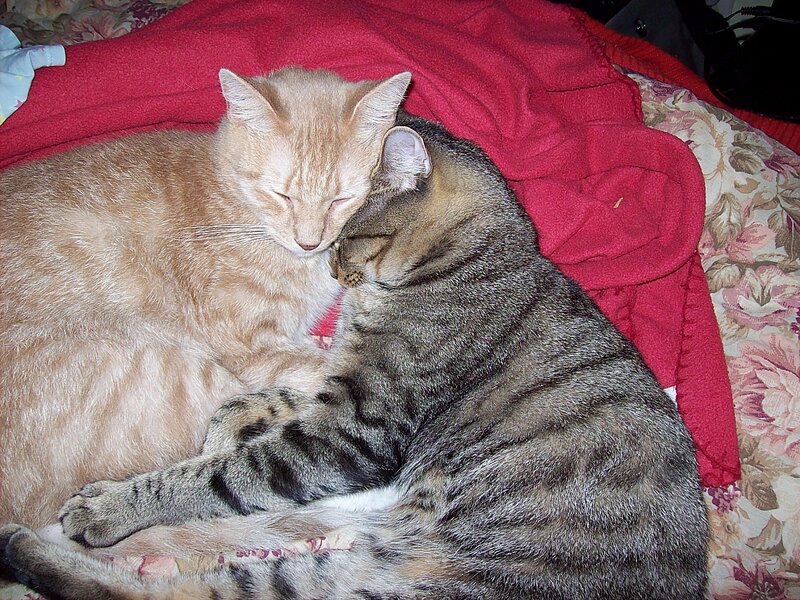 Two Cats Sleeping — Red, Peaceful, Photograph