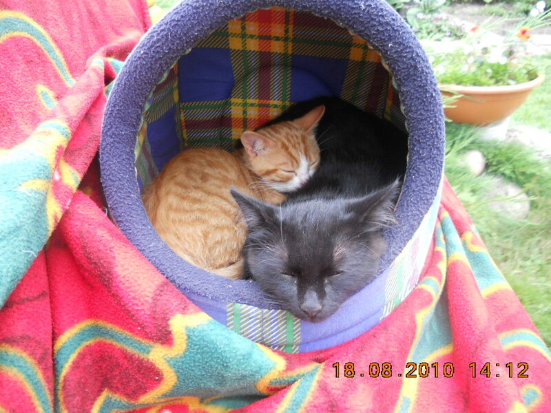 Two Cats Sleeping — Red, Peaceful