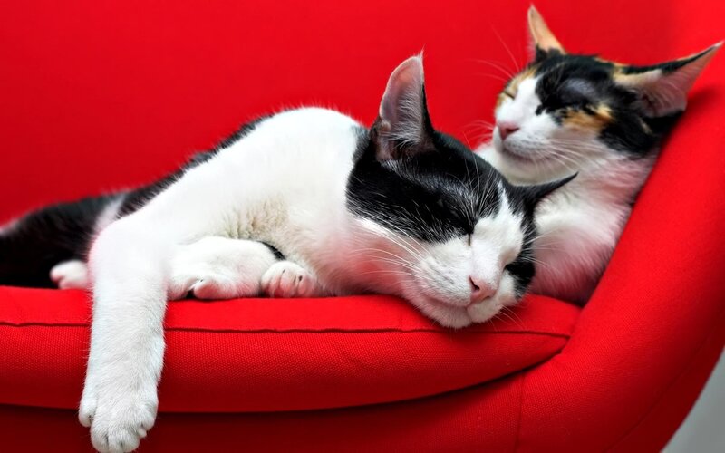 Two Cats Sleeping — Red