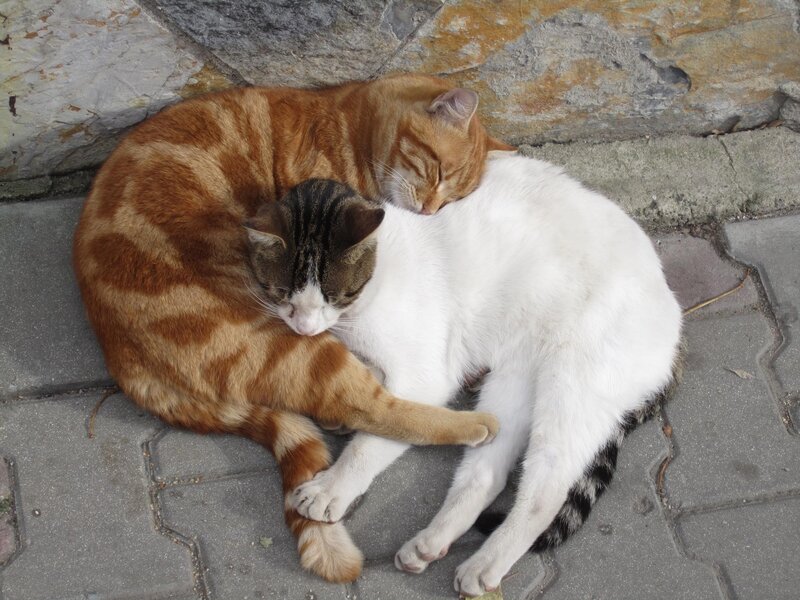 Two cats sleeping together